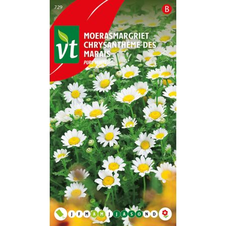 Chrysantheme Des Marais Pure White - Moerasmargriet Pure White