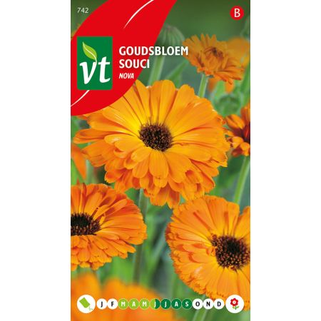 Souci Calendula Nova - Goudsbloem Calendula Nova