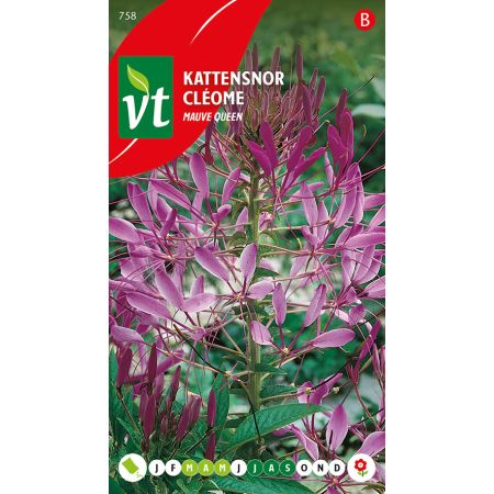 Cleome Mauve Queen - Kattensnor Mauve Queen