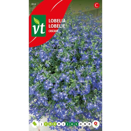 Lobelie Cascade - Lobelia Cascade