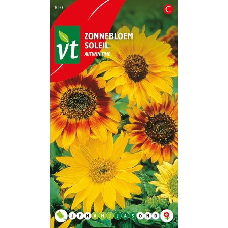 Tournesol Autumn Time - Zonnebloem Autumn Time