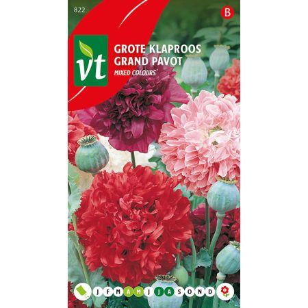 Pavot Somniefere Grand Pavot - Papaver Grote Klaproos