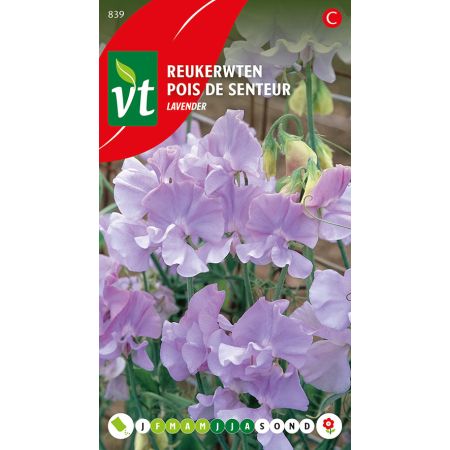 Pois De Senteur Lavendel - Reukerwten Lavender