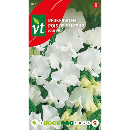 Pois De Senteur Royal White - Reukerwten Royal White