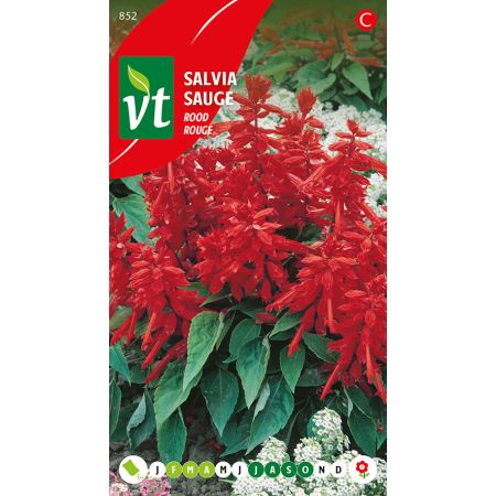 Sauge Splendens Rouge - Salvia Splendens Rood