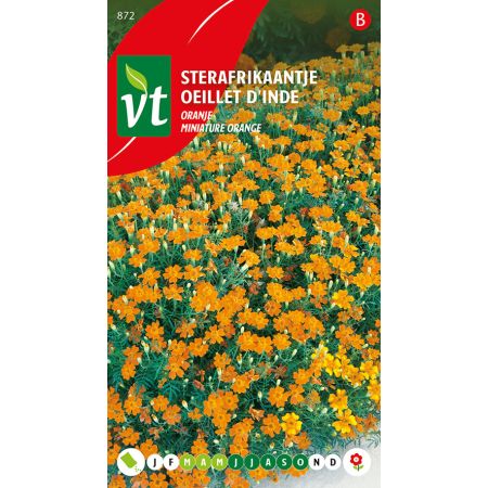Oeillet D'Inde Miniature Orange - Sterafrikaantje Oranje