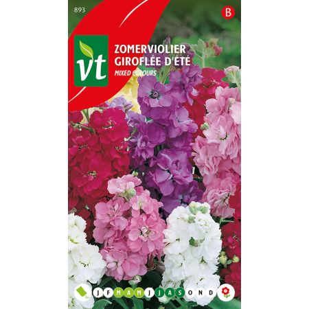 Giroflee D'Ete Varie - Zomerviolier Gemengd
