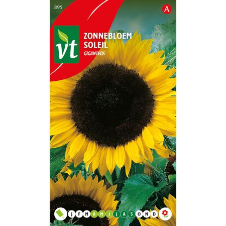 Tournesol Giganteus - Zonnebloem Giganteus