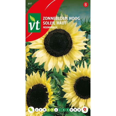 Tournesol Moonwalker - Zonnebloem Moonwalker