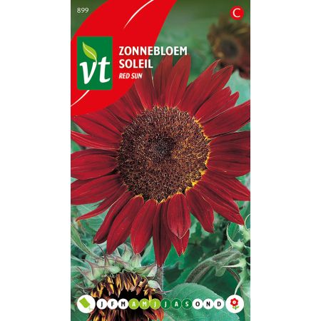 Tournesol Red Sun - Zonnebloem Red Sun