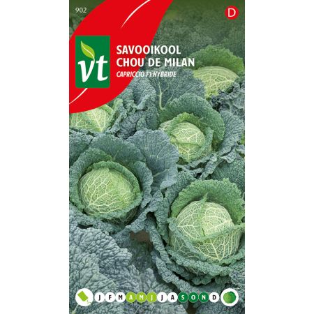 Chou De Milan Capriccio F1 Hybride - Savooikool Capriccio F1 hybride