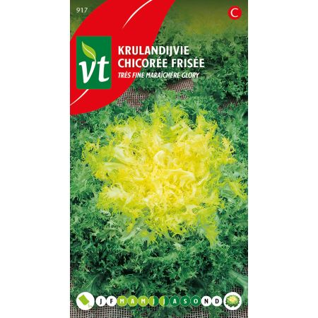 Chicoree Tres Fine Maraichere - Andijvie Très fine maraîchère Glory