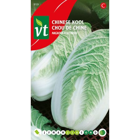 Chou De Chine Nagaoka F1 Hybride - Chinese Kool Nagaoka F1 Hybride
