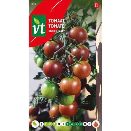 Tomate Black Cherry - Tomaat Black Cherry