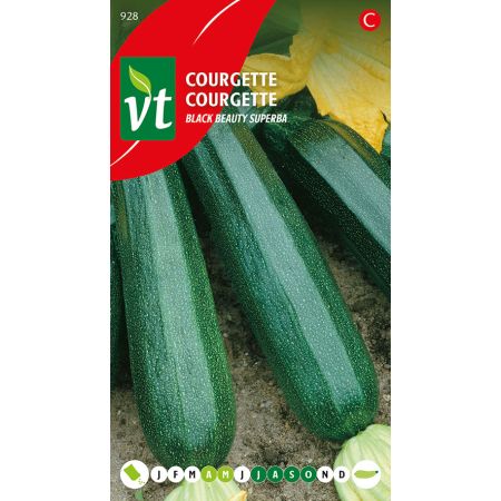 Courgette Black Beauty