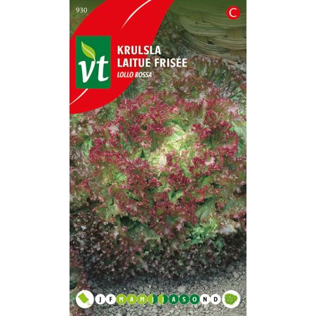 Laitue Frisee Lollo Rossa - Sla Krulsla Lollo Rossa