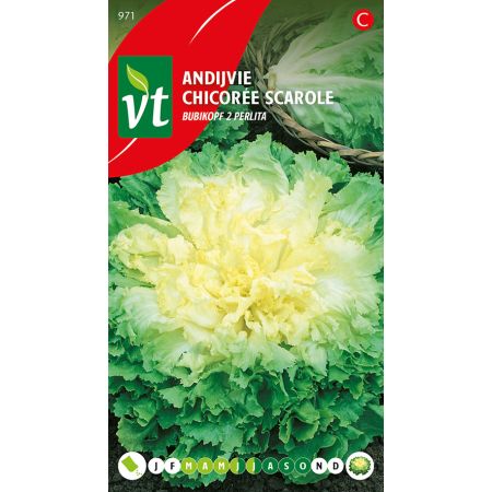 Chicoree Scarole Perlita - Andijvie Perlita