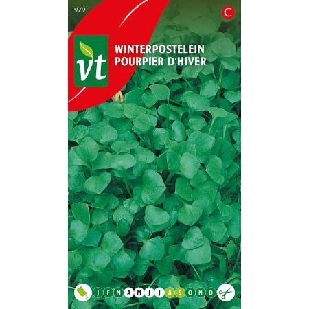 Pourpier D'Hiver - Postelein Winter