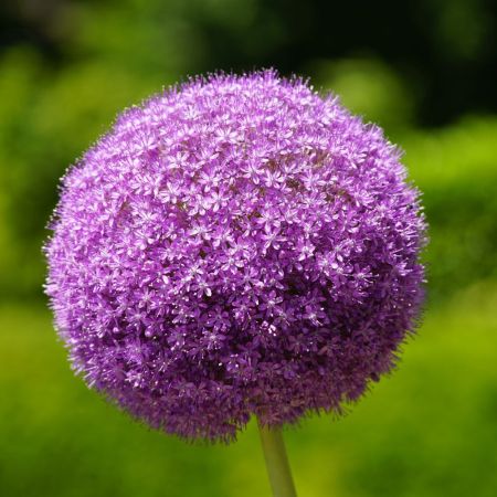 1 x Allium gigantheum