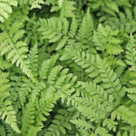 Fougère 'Miquel'
