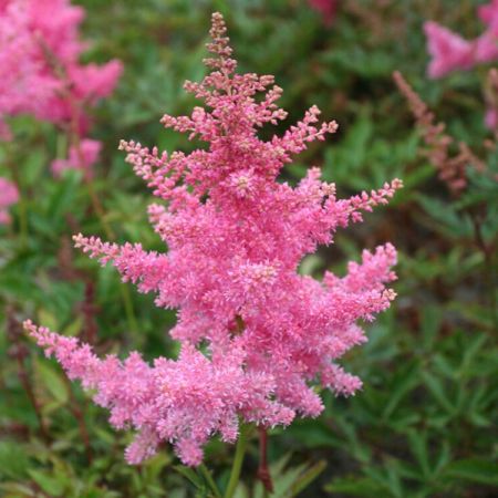 Astilbe 'Anita Pfeifer'