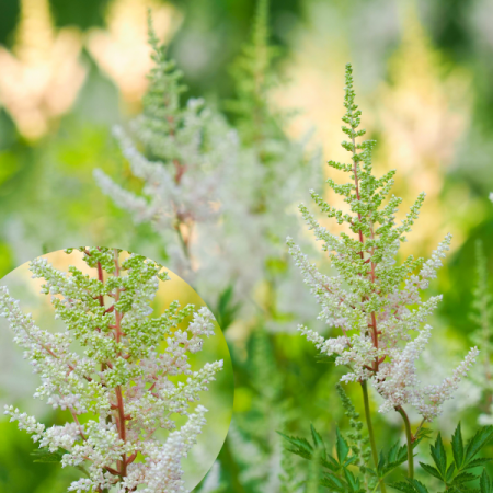 Astilbe 'Close Harmony'