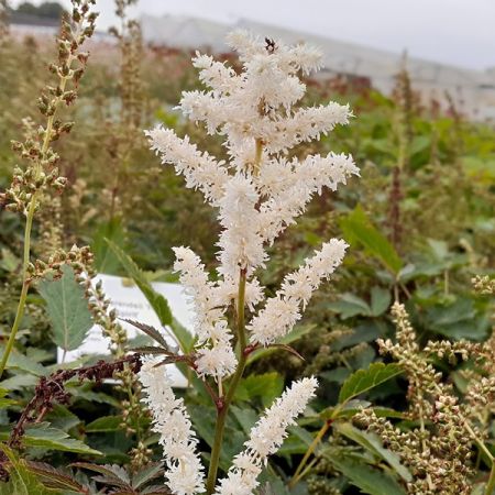 Astilbe 'Happy Spirit'
