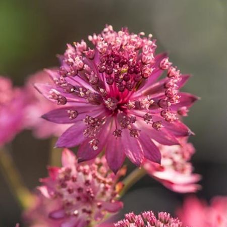 Astrance majeure 'Capri'