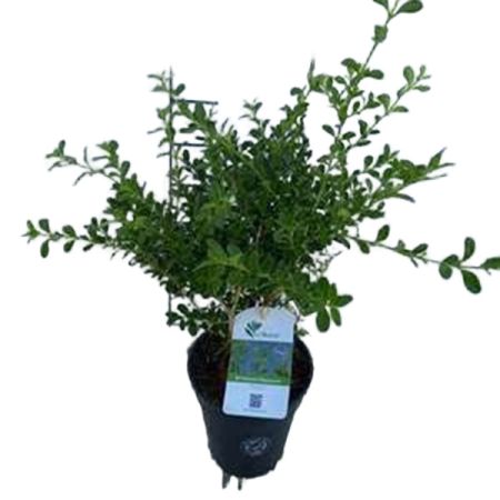 BetterBuxus® ‘Renaissance’