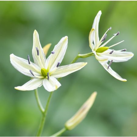 10 × Camassies de Leichtlin 'Alba'