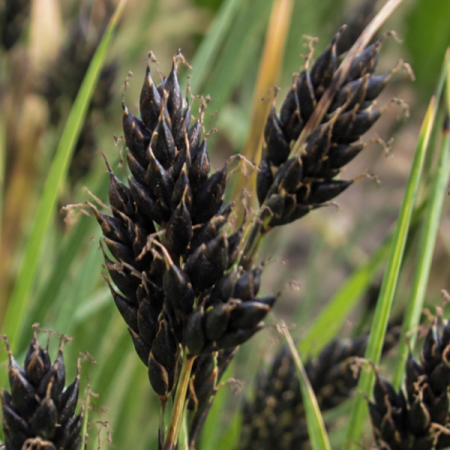 Carex noir