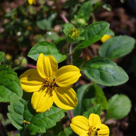 Chrysogonum virginianum 'Andre Viette'