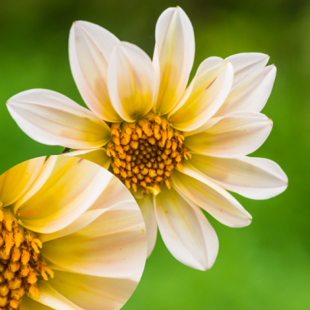 Dahlia 'Happy Days Cream'
