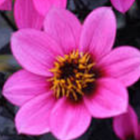 Dahlia 'Happy Days Purple Impr.'