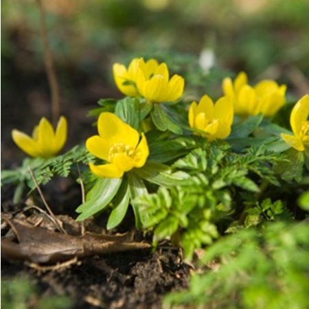 75 × Éranthes de Cilicie
