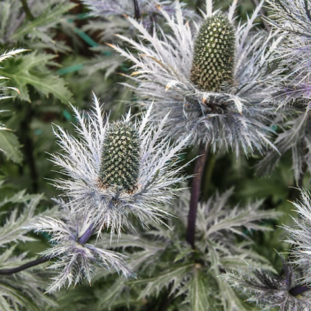 Panicaut géant