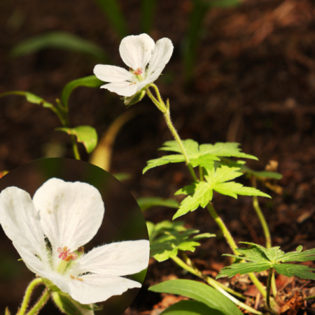 Géranium richardsonii
