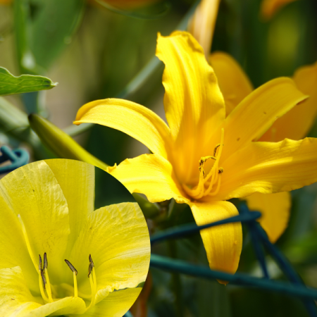 Hémérocalle 'Citronella'