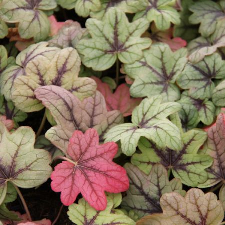 Heucherelle 'Pink Fizz'