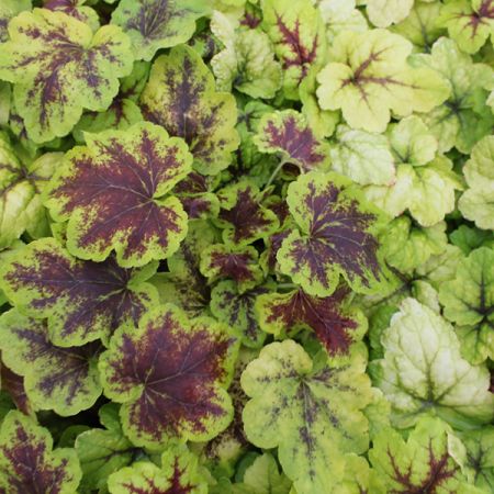 Heucherella 'Stoplight'
