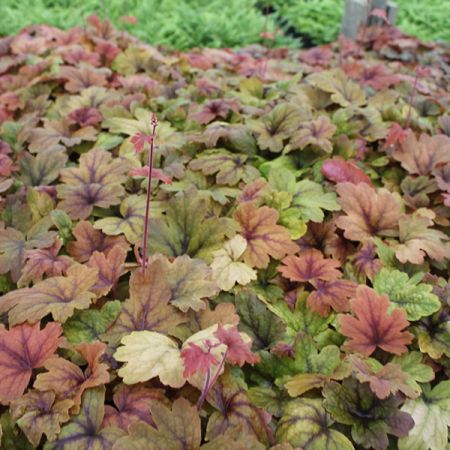 Heucherelle 'Sweet Tea'