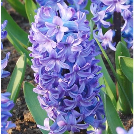 15 × Jacinthes, bleues