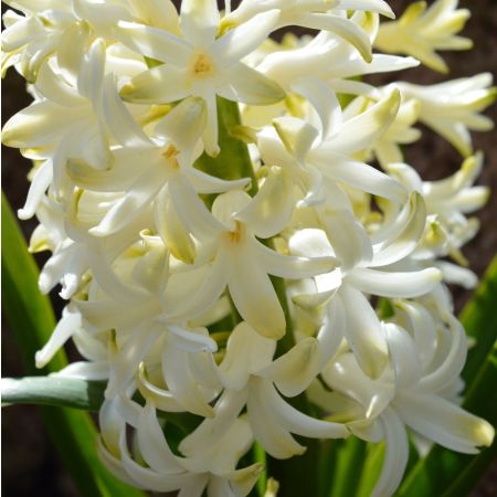 15 × Jacinthes, blanches