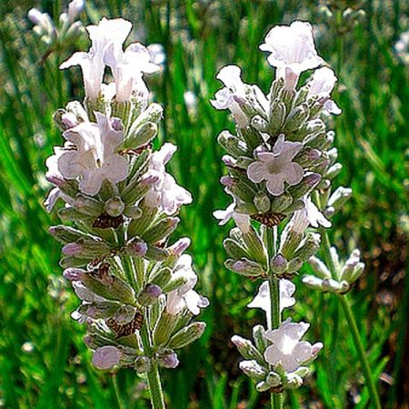 Lavande vraie 'Alba'