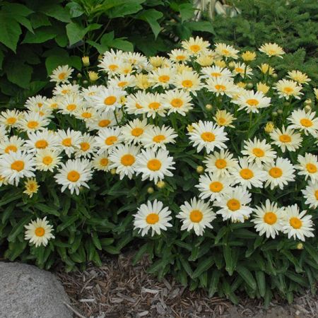 Marguerite 'Banana Cream'