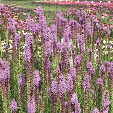 Liatris 'Floristan Violet'