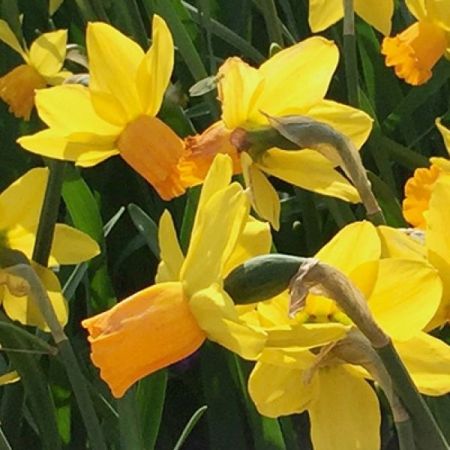 25 × Narcisses 'Jetfire'