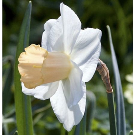 100 × Narcisses 'Salome'
