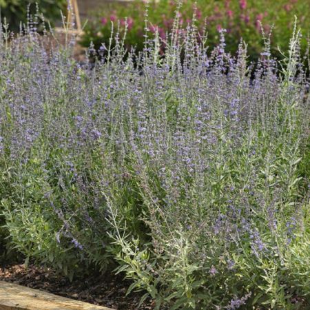 Sauge de Russie 'Bluesette'