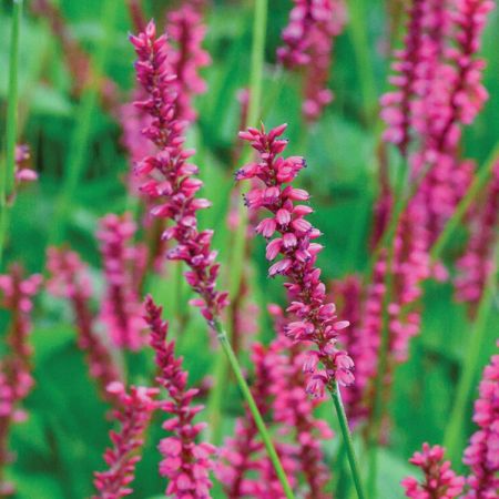 Renouée 'Amethyst Summer'